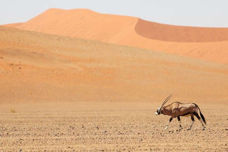 a panoramic shot of a gemsbok walking through the desert with sand dunes in the backgroundの写真素材