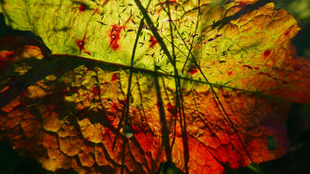 A closeup shot of a colorful autumn leaf in the middle of a forest