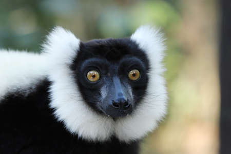 A selective focus shot of an indri  (a kind of primate) in the forest with a blurred background