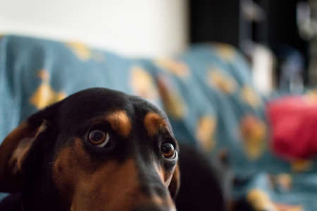 A selective focus shot of a cute dog with adorable eyesの写真素材