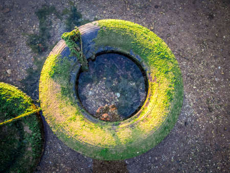 An old weathered tire covered with moss on the sand during daytime