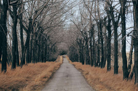 A concrete road surrounded by dry grass and bare treesの写真素材