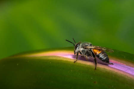 A closeup of a bee on a green leaf under sunlight with a blurry background
