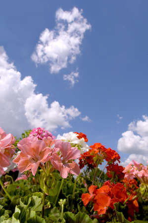A vertical picture of colourful flowers in a garden under a blue sky and sunlight