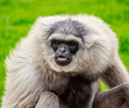 A closeup shot of a cute gibbon mono with blurred green background