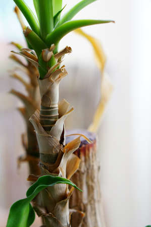 A vertical closeup shot of an exotic plant with a blurred backgroundの写真素材