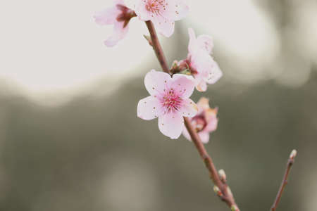 A closeup of cherry blossom under sunlight in a garden with a blurry background