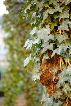 A vertical shot of a tree with green leaves growing on itの写真素材