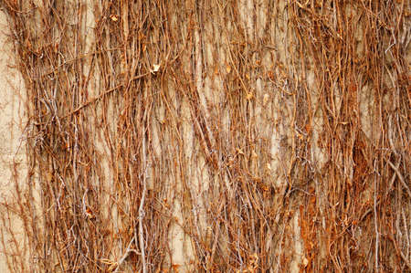 A closeup shot of the dry plants growing on the wall of a buildingの写真素材