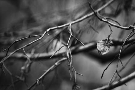 A grayscale shot of a tree branch with a blurred backgroundの写真素材