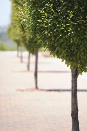 A vertical picture of trees in a park under the sunlight with a blurry background