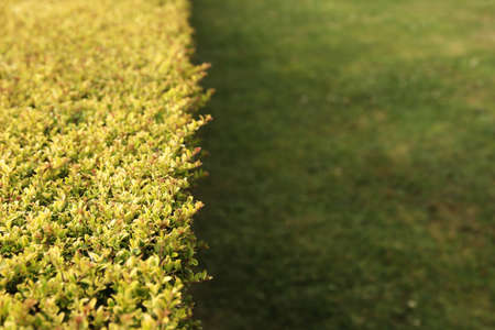 A high angle shot of the bushes on a grass covered lawn captured on a sunny day