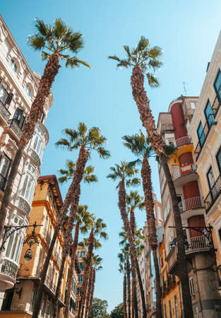 Palms in the tourism shopping district of Malaga in Calle Puerta del Mar in summerの写真素材
