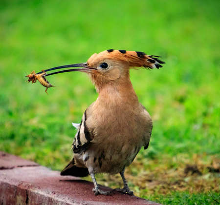 A closeup shot of a beautiful brown bird eating an insect with its long beak with a blurred green backgroundの写真素材