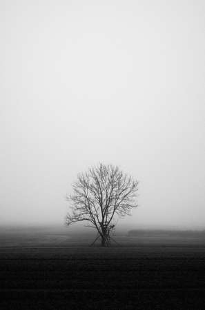 A vertical greyscale shot of a mysterious field covered in fogの写真素材