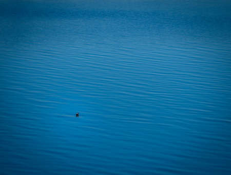 A seabird swimming in the sea during daytime - great for a cool backgroundの写真素材