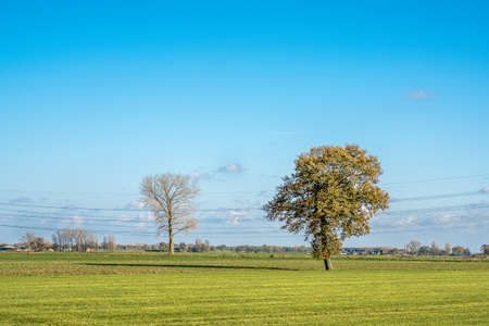 A beautiful shot of a grassy field with trees and a blue sky in the backgroundの写真素材