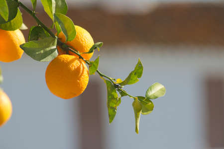 A selective focus shot of delicious fresh oranges growing in Frigiliana, Spainの写真素材