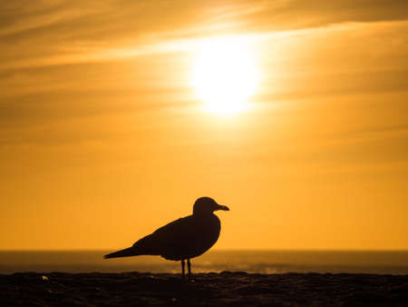 A silhouette of a seagull on the beach with the beautiful sunset in the backgroundの写真素材