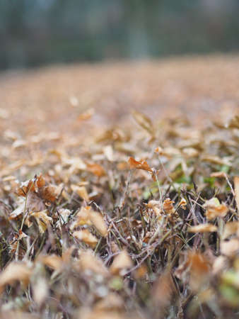 A vertical closeup shot of a bush with dry wooden sticks and leaves with a blurred background