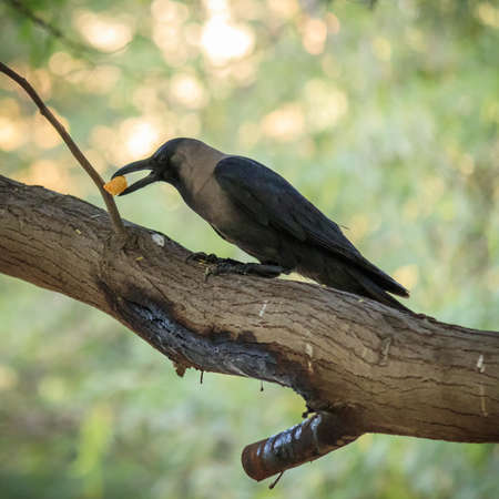 A closeup shot of a crow sitting on a tree branch and eating its meal with blurred backgroundの写真素材