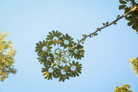 A low angle view of leaves on tree branches in a garden under the sunlight