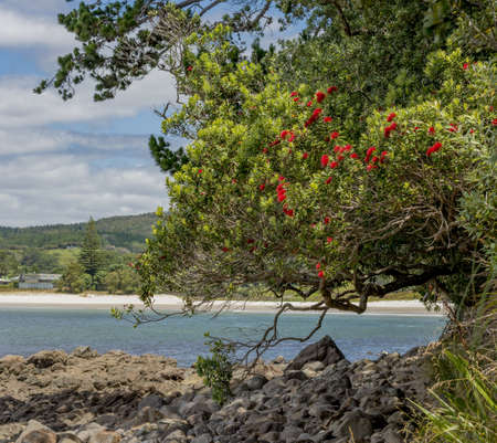 A beautiful scenery of rock formations and green plants at New Chums Beach in New Zealandの写真素材