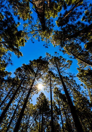 A low angle shot of high trees with a sunny clear blue sky in the backgroundの写真素材