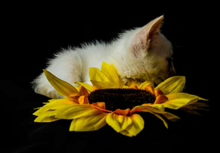 A landscape shot of a white kitten looking at the side with sunflower with a pitch-black color in the backgroundの写真素材