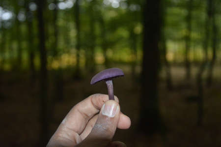 A selective focus shot of male hands holding a purple mushroom in a forestの写真素材