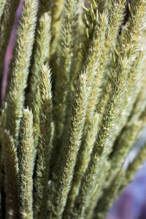 A selective focus shot of the thorny branches of a plantの写真素材