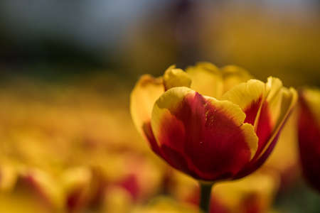 A selective focus shot of a beautiful yellow and red tulip with a blurred backgroundの写真素材