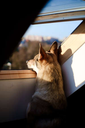 A behind shot of an adorable dog looking out of the window on a sunny dayの写真素材