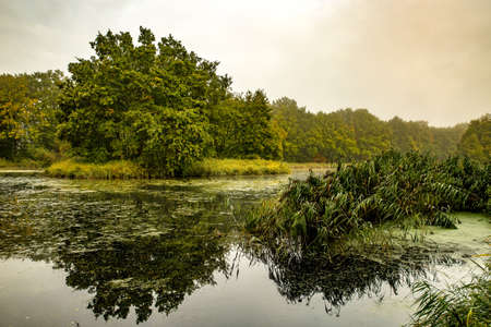 A wonderful shot of a calm lake surrounded by trees and plantsの写真素材