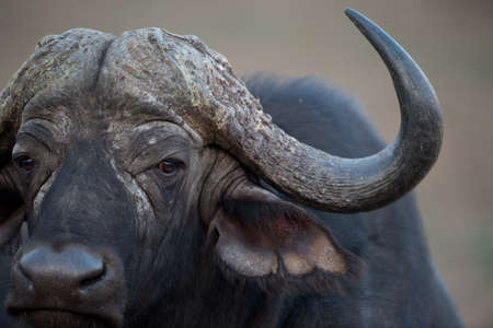 A closeup shot of an african buffalo with a blurred backgroundの写真素材