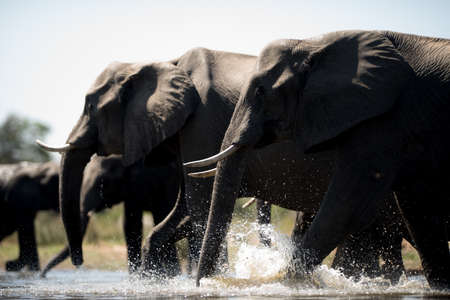 A beautiful shot of an elephant herdの写真素材