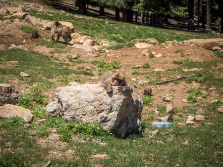 Two cute Macaca Sylvanus Berber Monkey playing together in Morocco