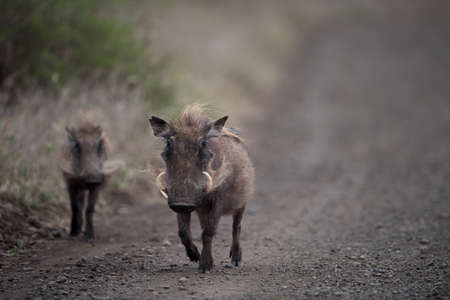 A selective focus shot of an african wild boar with a blurred backgroundの写真素材