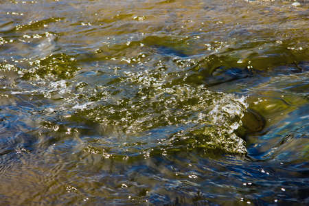 A high angle closeups hot of the dark green water of a pond
