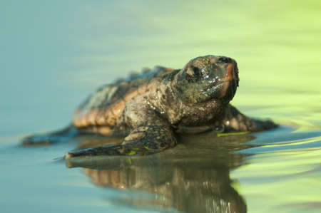 A closeup of an old turtle in the water under the sunlight with a blurry background