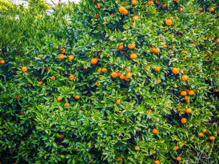 A lot of ripe oranges on a tree during daytime - great for a natural wallpaper