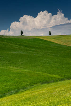 A vertical shot of a green hill with two green trees in val d'orcia tuscany italy with a cloudy blue sky in the backgroundの写真素材