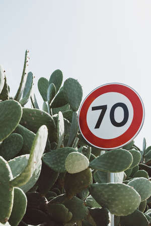 A closeup shot of a road sign surrounded by bunny ear cactus plantの写真素材