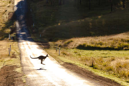 A kangaroo jumping over the road surrounded by a field covered in greeneryの写真素材