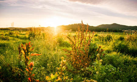 The sunlight covering the green field with beautiful plantsの写真素材