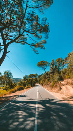 A vertical shot of a road surrounded by green trees under the beautiful blue skyの写真素材
