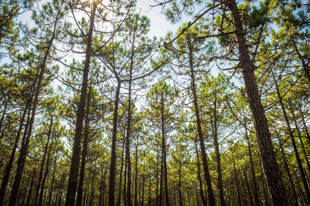 A low angle shot of a lot of beautiful tall trees in a forest during daytimeの写真素材