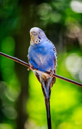 A vertical closeup shot of a beautiful blue parrot sitting on a branch with blurred backgroundの写真素材