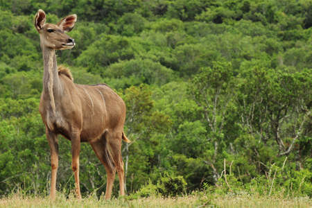 A magnificent exotic deer standing in front of a tree covered hillの写真素材