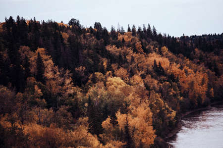 A high angle shot of a landscape of beige-leaved trees near the waterの写真素材